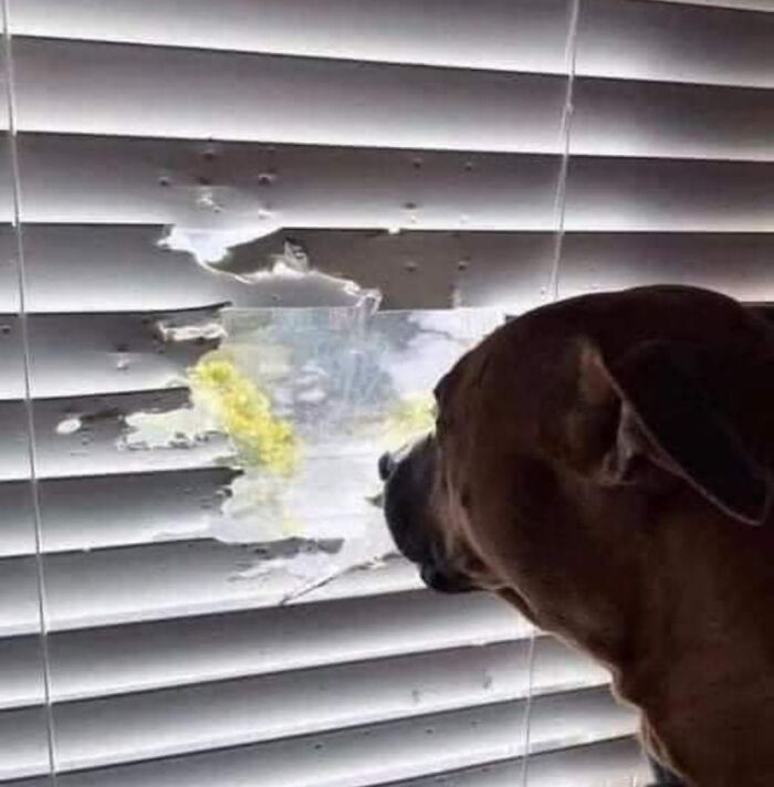 When Life Hands You Lemons, Just Eat The Blinds