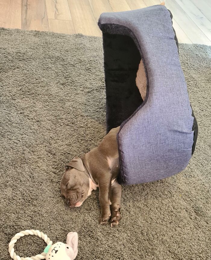 My Puppy Fell Back Asleep While Getting Out Of His Bed