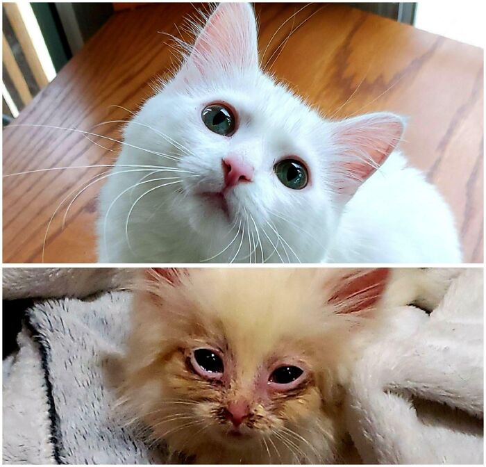 It Was A Rough Start For Nimbus, But She Grew Into Her Disney Eyes
