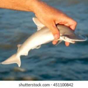 finniganruane avatar