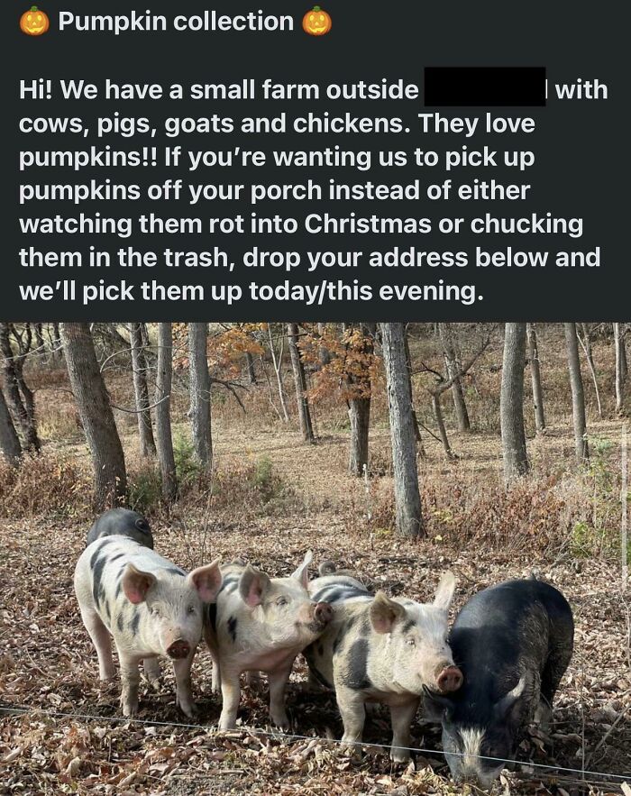 Friendly Post-Halloween Reminder: If You Can't/Don't Have A Compost Bin Or Don't Want To Eat Your Leftover Pumpkins, Check Your Local Town Pages For Farmers Iso Your Jack-O-Lanterns! Most Are More Than Happy To Get Their Animals Some Tasty Treats! This Is The Fourth Post I've Seen Just This Morning