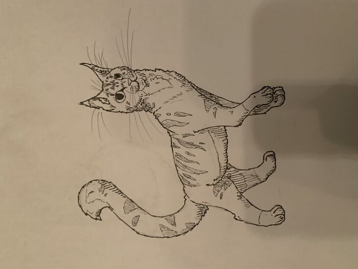 A Cat Drawing