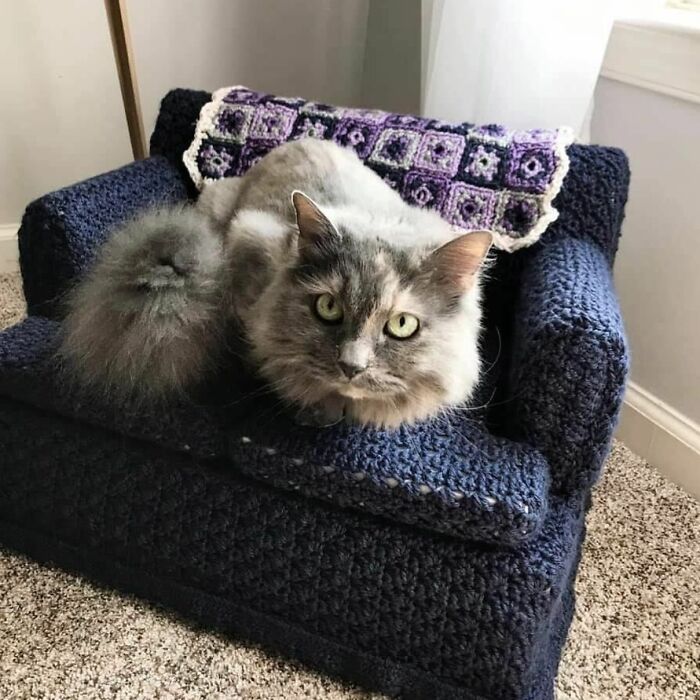 It’s Important To Me That The People Of Social Media Know That My Mother-In-Law Crocheted Her Grandcat A Couch With A Coordinating Afghan