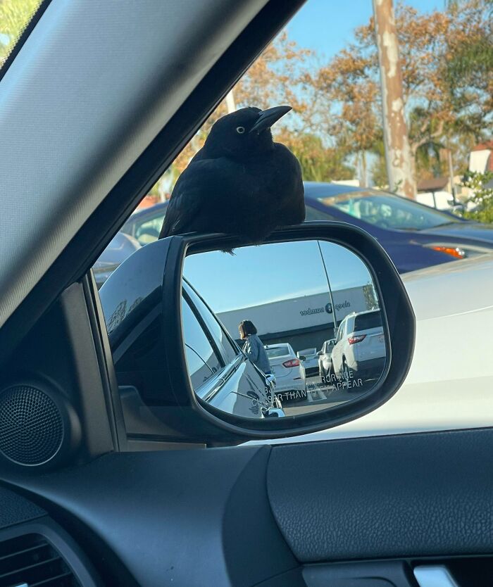 My Mother Is Sitting In A Parking Lot Because This Bird Has Perched On The Mirror And “Looks Comfy”