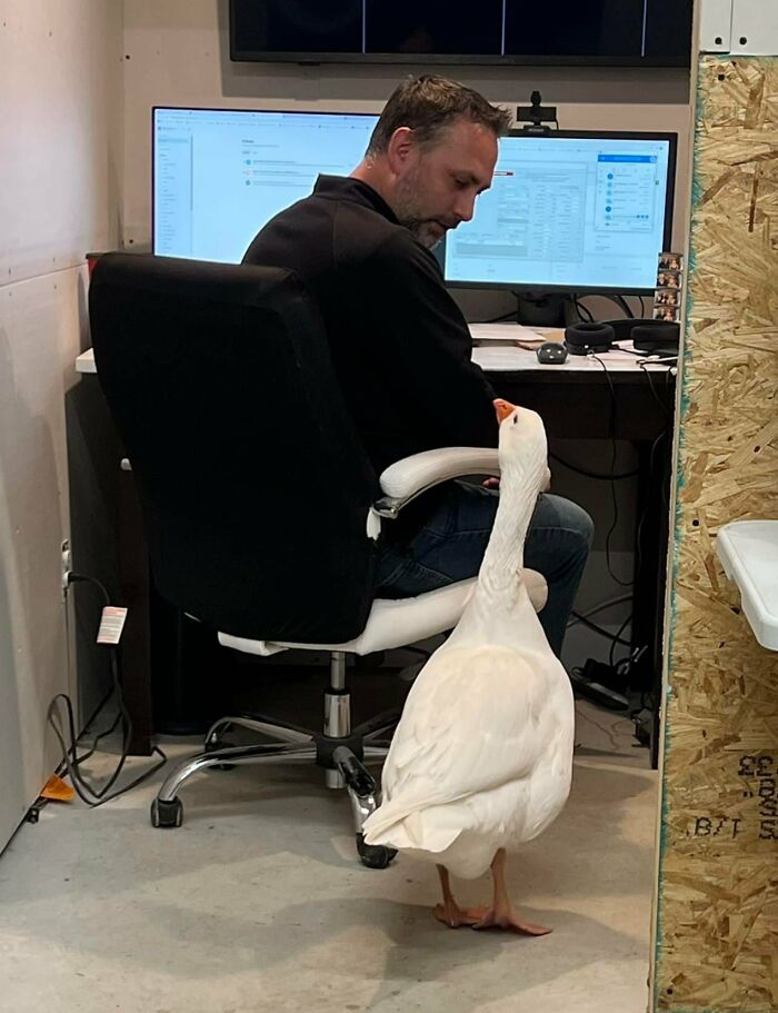 Apparently It Was A "Bring Your Goose To Work Day" At My Friend's Office