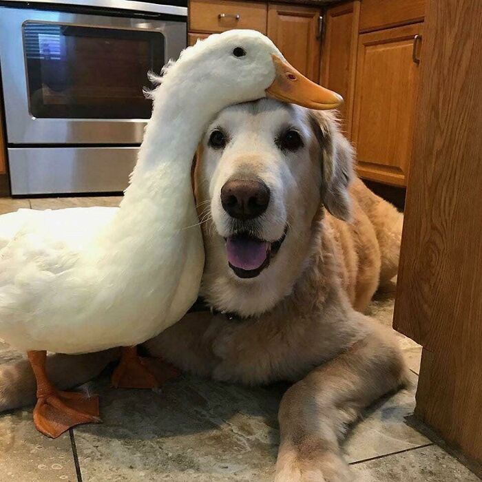 A Follow Up To My Earlier Post Because Everyone Agrees Dogs And Ducks Make Great Bros