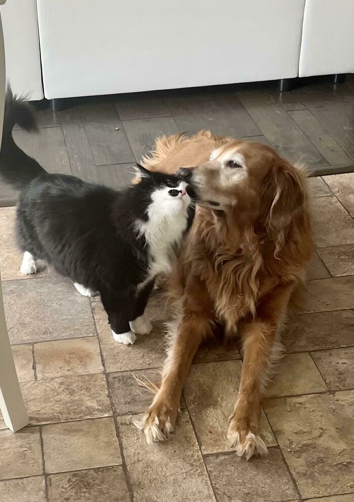 Our Cat Doesn’t Like Cats And Our Dog Doesn’t Like Other Dogs-They Make A Good Pair