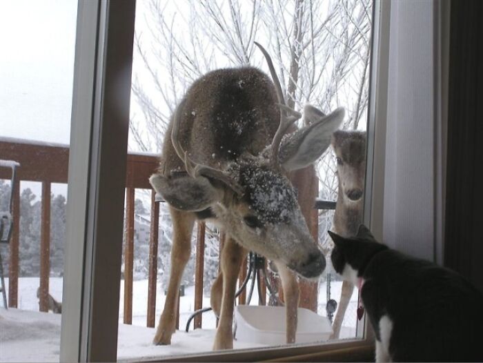 Wild Mule Deer Saying Hello To A Wild At Heart House Cat