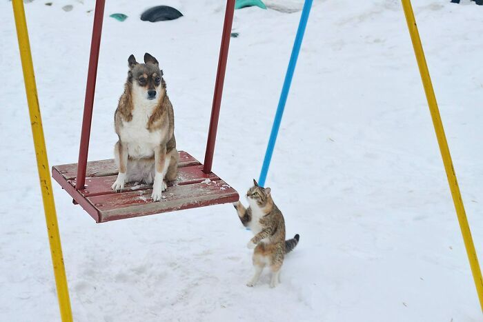Two Pals Hang Out On The Playground