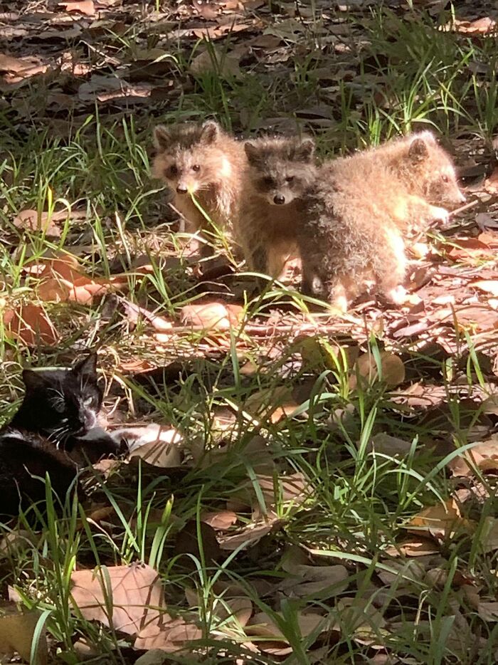 Three Baby Raccoons And One Patient Cat Friends