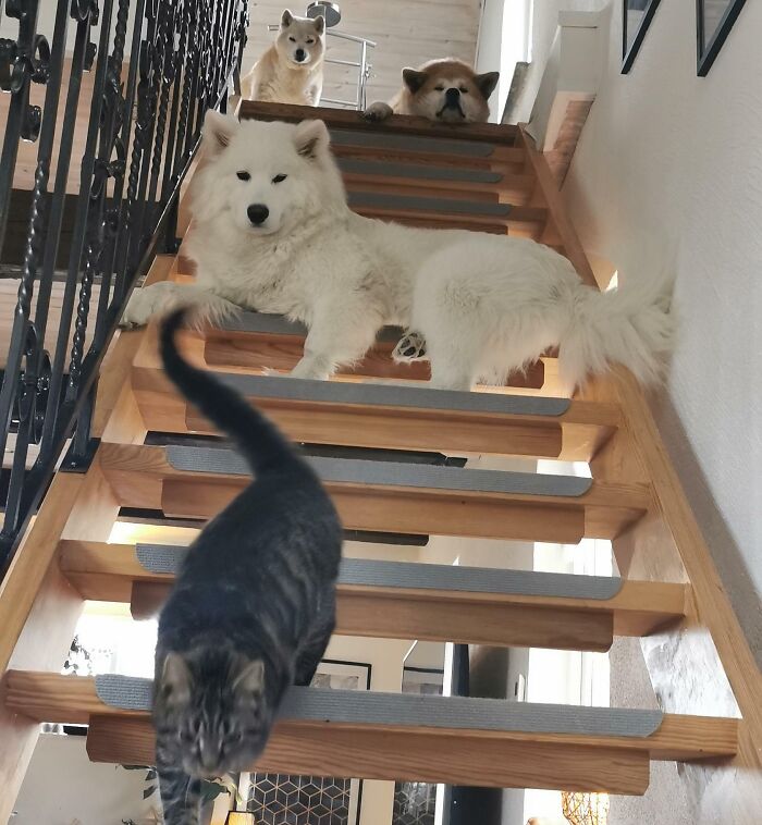 My Four Dogs This Morning On My Personal Stairway To Heaven