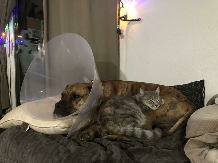 My Boy Is All Stitched Up And Kitty Refuses To Leave His Side