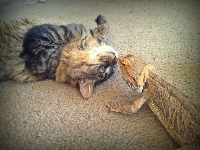 My Bearded Dragon And My Roommate's Kitten Are Buddies