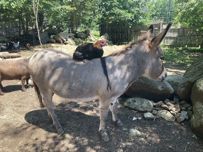 Just A Chicken And A Donkey