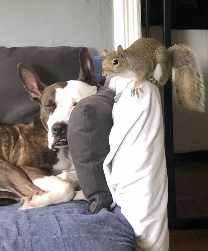 Sonar Ears, Unlikely Friends Edition!