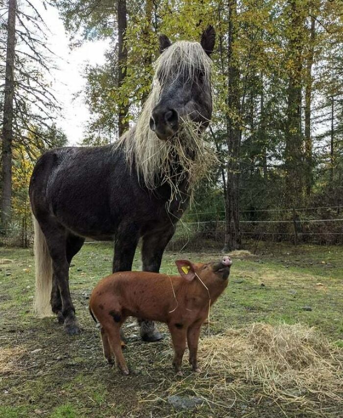 A Neighbor's Pig Took A Real Liking To My Horse Skinnier And Wouldn't Leave His Side