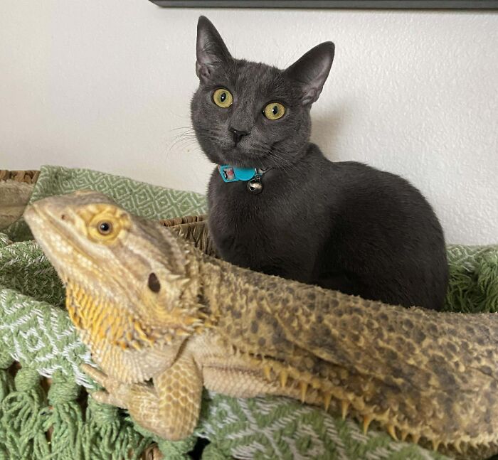 Unlikely Friends But Muffin Is So Fascinated By Smaug