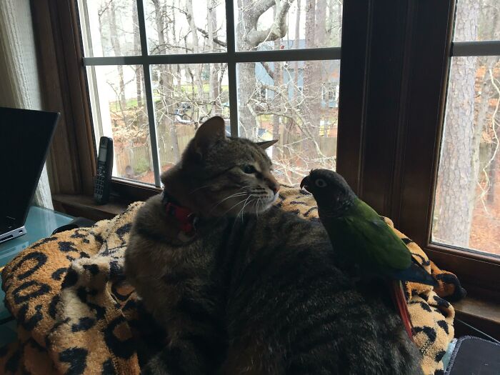 My Bird And Cat Hanging Out Together