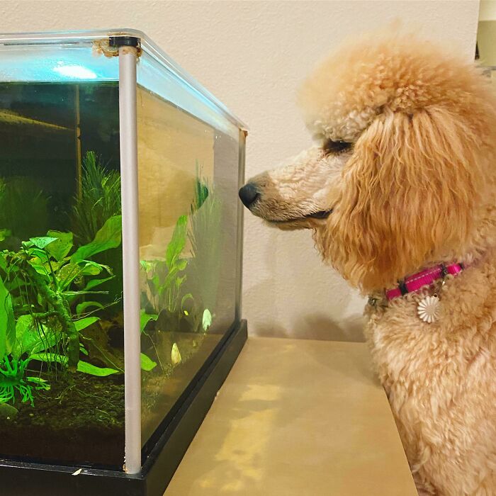 Any Of Your Poodles Obsessed With Aquariums? Daisy Keeps Coming Back To Look At The Fish