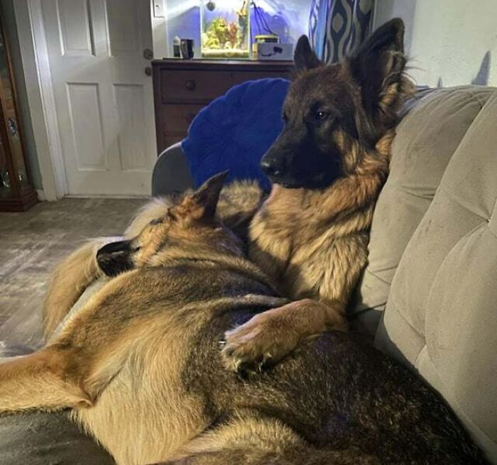 Chaos Comforting His Brother Diesel During These Scary Storms Today