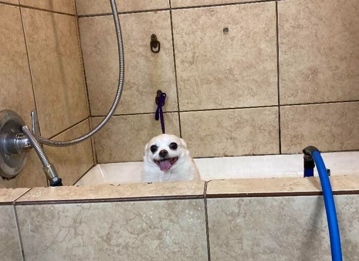 I Work As A Dog Groomer And Got This Absolute Gem Of A Picture. I Laugh Every Time I See It