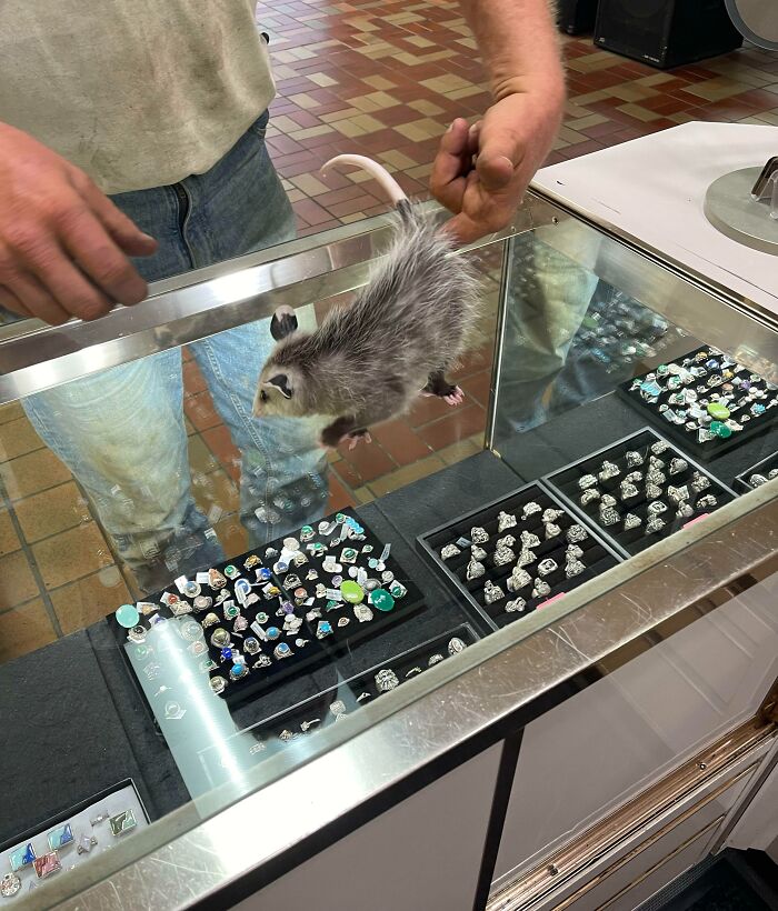 Had A Guy Bring A Opossum Into The Pawn Shop Where I Work Today