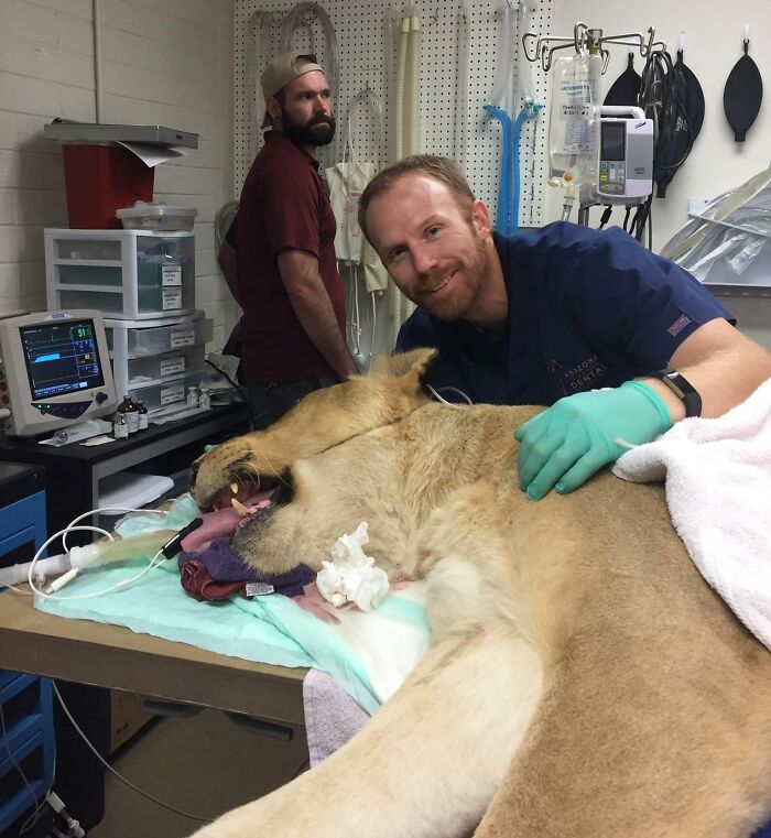 Mi amigo Mike es dentista veterinario. A veces su trabajo tiene lugar dentro de la boca de un león