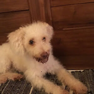 tristanarmerolevasseur avatar