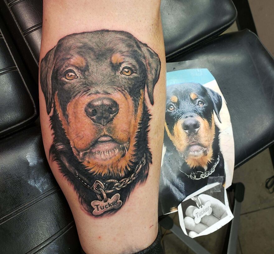 Realistic dog face tattoo showcasing incredible detailing, placed beside a reference photo, depicting a rottweiler.