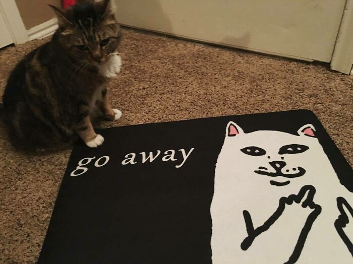 Go away words with cat picture rug