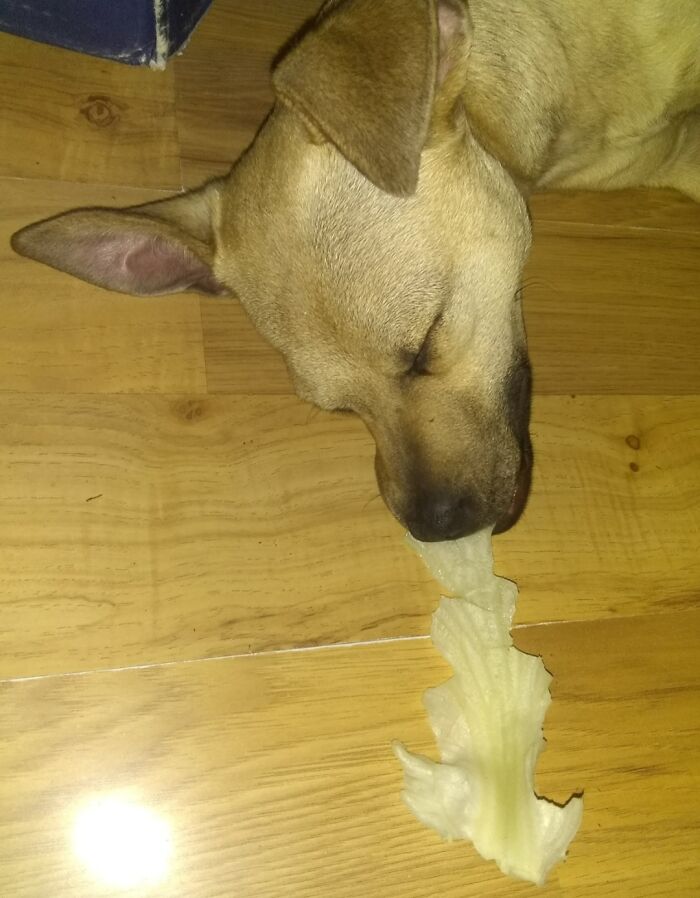 Ginger Whippug Likes To Fall Asleep With Random Items In Her Mouth