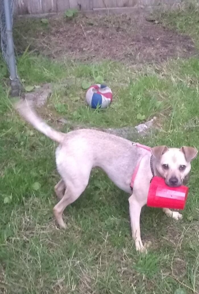 Ginger Also Ignores Her Toys And Steals Things From My Yard Sale To Play With Instead