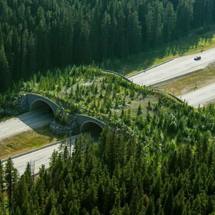 Banff Wildlife Crossing Project, Banff, Alberta, Canada. Combined With Fencing To Keep The Animals Off The Road