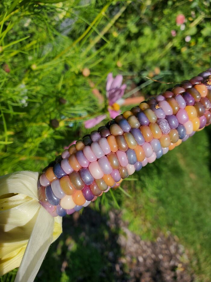 Pulled A Test Ear On The Glass Gem Corn! Zone 5b