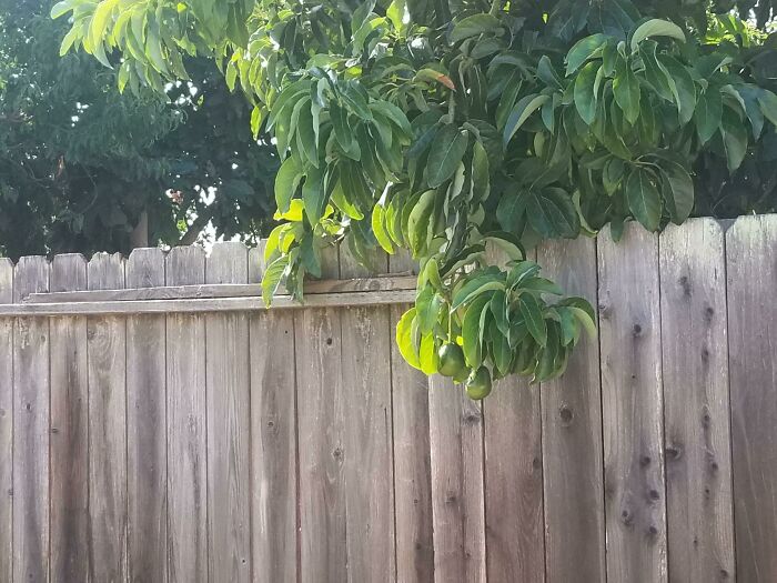 Don't Tell My Neighbor But I'm Quietly Waiting For These To Ripen On Their Avocado Tree