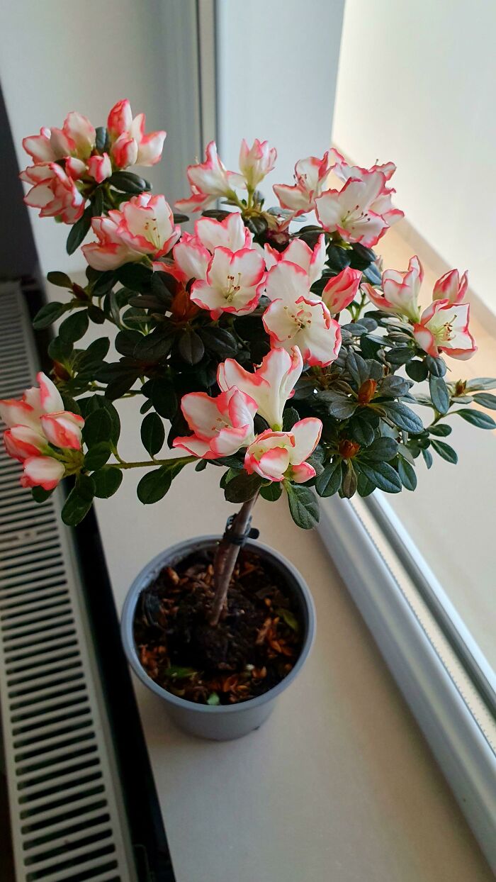 My Azalea Has Blossomed. This Is My First Ever Plant