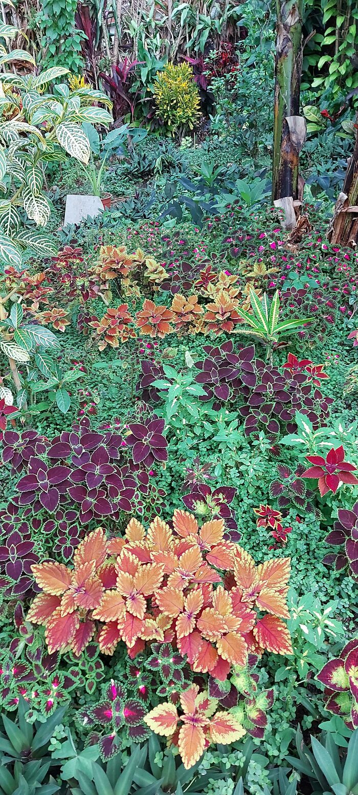 Gardening In Full Color