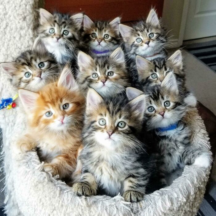 9 Babies, Rare Moment When They All Sit Still