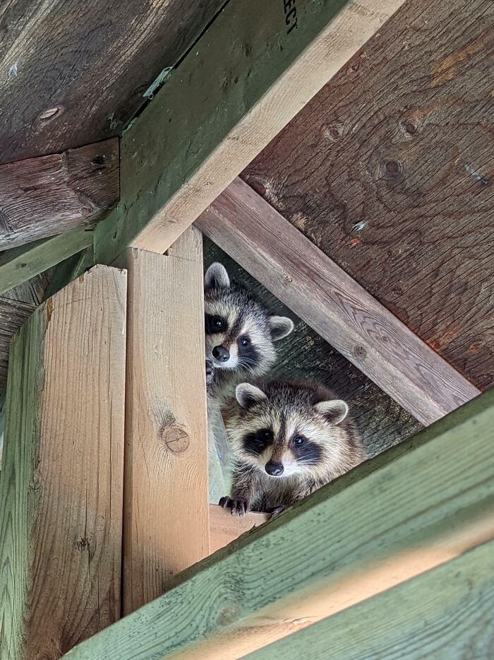 A Couple Of Shy Baby Trash Pandas In My Backyard