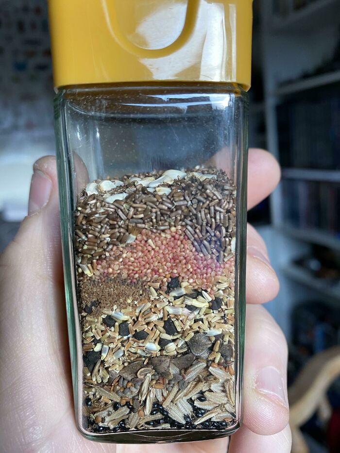 The Layers In The Seeds I Collected Last Year Are A Timeline Of When Different Things Flower In My Garden