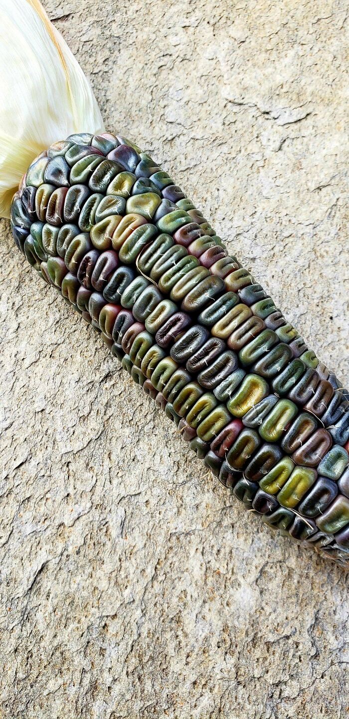 My Oaxacan Green Corn Looks Almost Iridescent