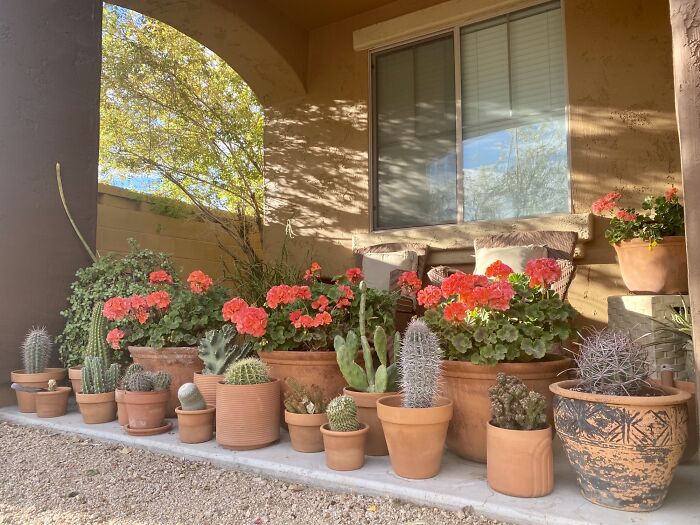 I’ve Been Kindly Reminded By The Hoa That We Are Allowed 6 Pots Of Live, Healthy Potted Plants On Our Front Patios. Don’t Tell The Cactus