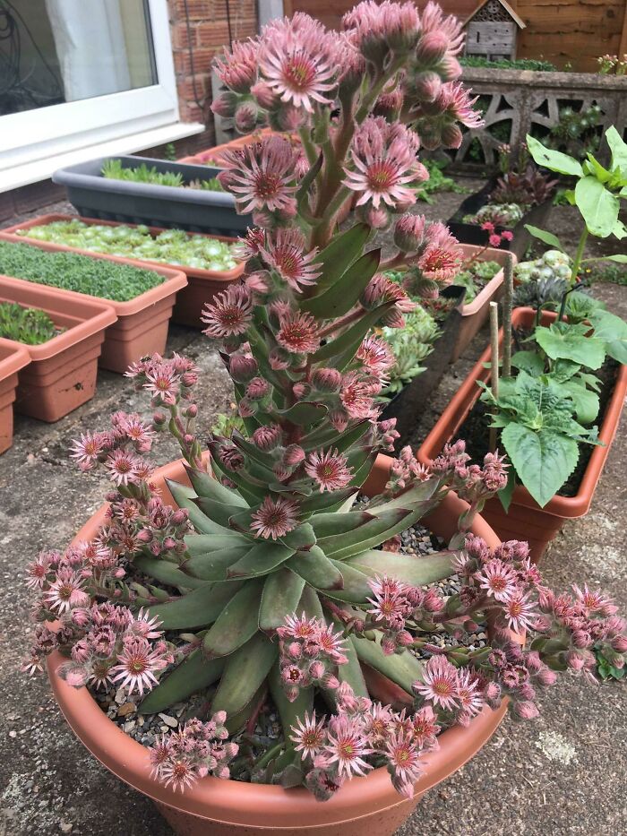 Giant Sempervivum. Biggest I Ever Grew, With All Its Chicks Flowering At The Same Time