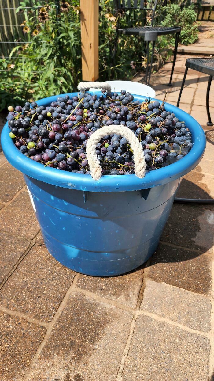 My 99cent Grape Vine From Lowes Just Gave Us 55lbs Of Grapes