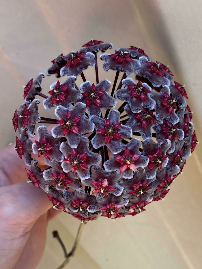 I’m In Love With This Hoya Flower