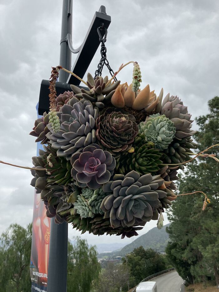 These Succulent Balls At Universal Studios Are Amazing