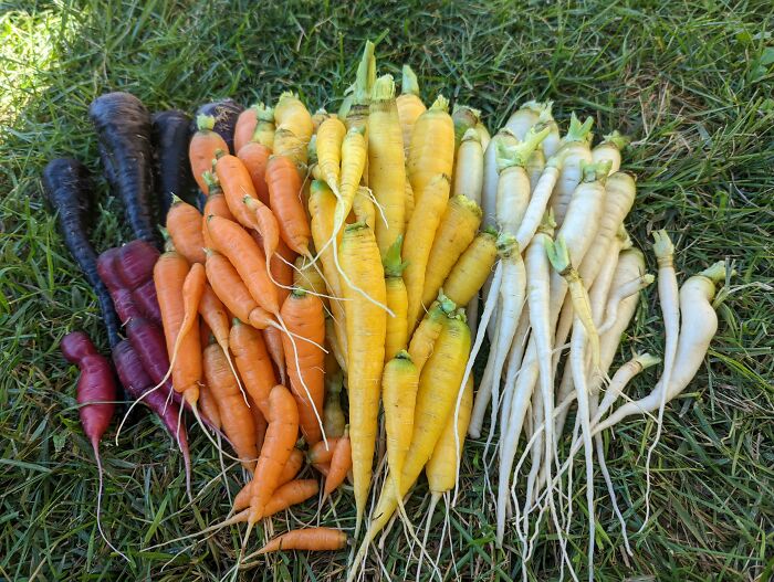 Mi cosecha de zanahorias arco iris, de mi pequeño huerto familiar