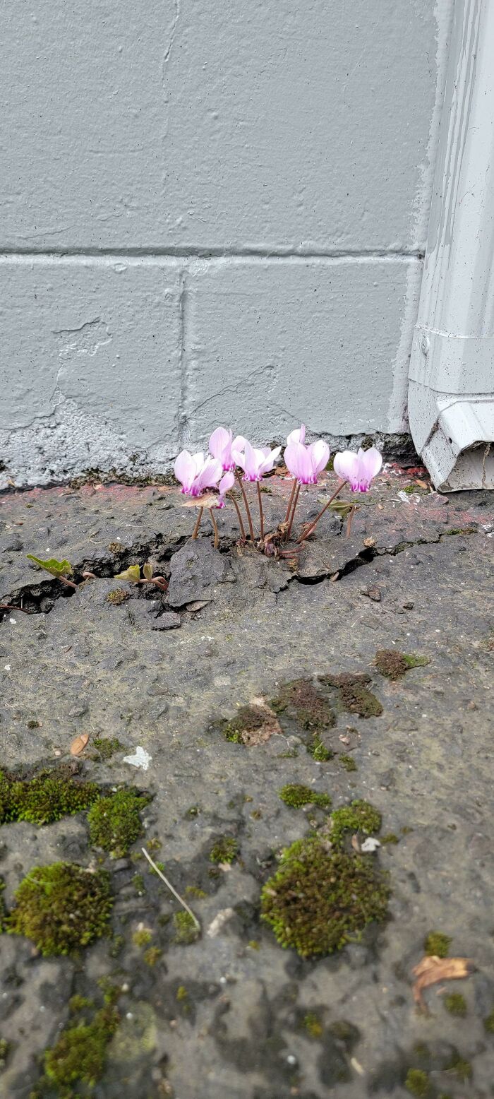 I Can't Get Cyclamen To Grow In My Yard. This One Thrives In The Concrete Behind The Dumpsters At Work