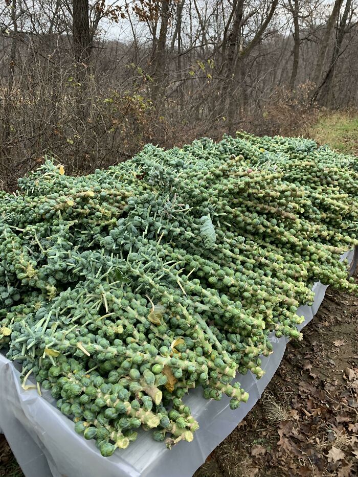 When Your Neighbor/Friend Asks You To Help Pick Their Brussels. Zone 4b