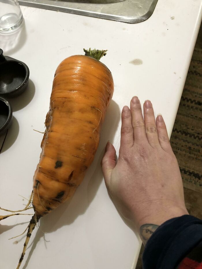 Left Carrots In The Ground, Zone 6b. Just Pulled This One For Dinner!